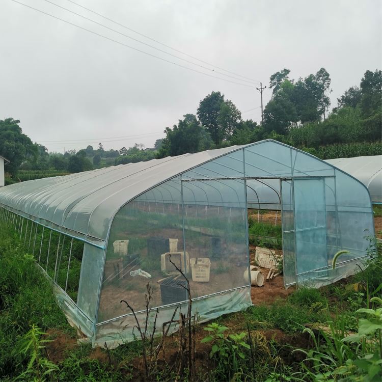 What kind of fruit to grow in a greenhouse
