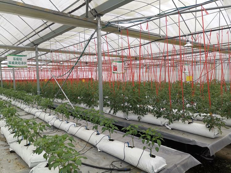 greenhouse