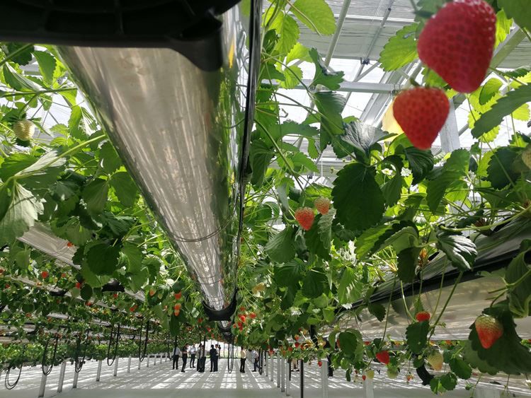 Glass Greenhouses Glass Greenhouses