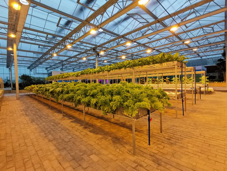 a greenhouse with glass