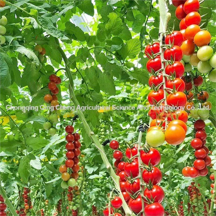 tomato and cucumber greenhouse factory